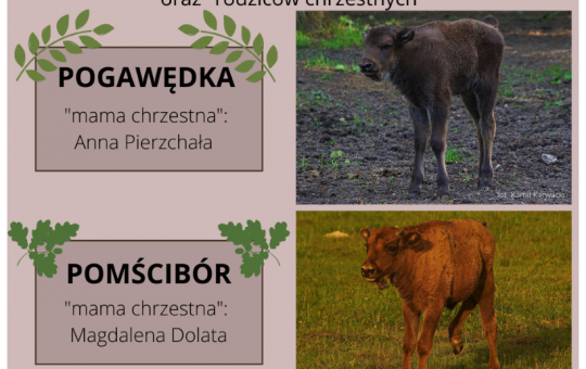 Na plakacie znajdują się zdjęcia dwóch młodych żubrów, oraz ich imiona i nazwiska matek chrzestnych. W lewym górnym roku znajduje się logo Białowieskiego Parku Narodowego.